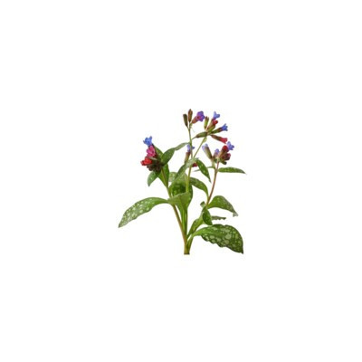 Miodunka Equiherbs