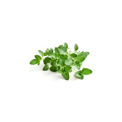 Oregano Equiherbs