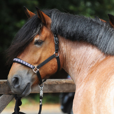 Kantar Dla Koni Pociągowych Draft Horse Classic Kavalkade