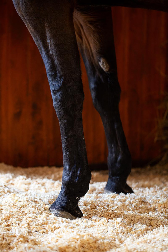 Trociny 20kg Rooties