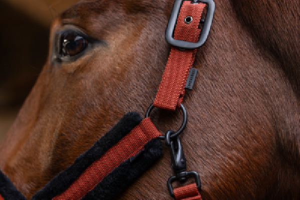 Kantar A/W25 Rust Covalliero