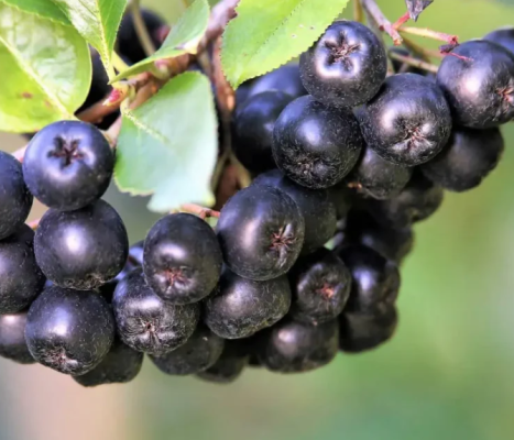 Ciacho miodowe - aronia Lipowy Gaj