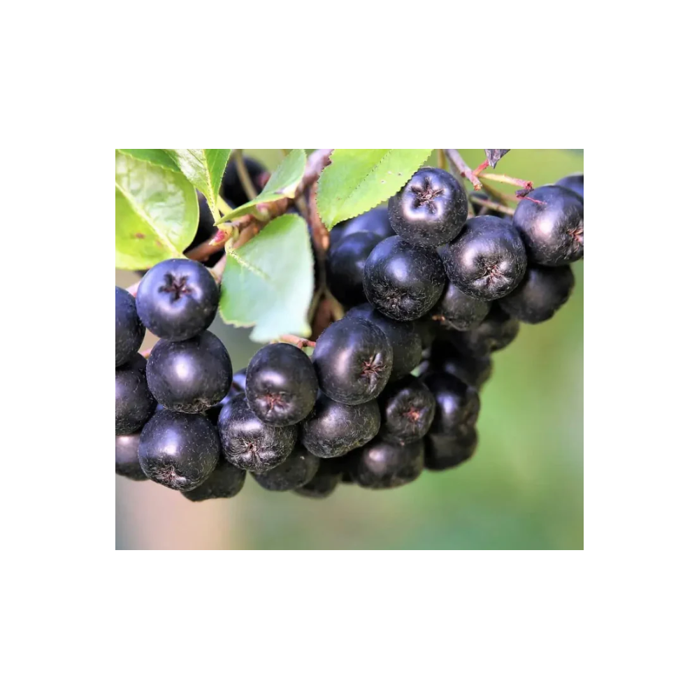 Ciacho miodowe - aronia Lipowy Gaj
