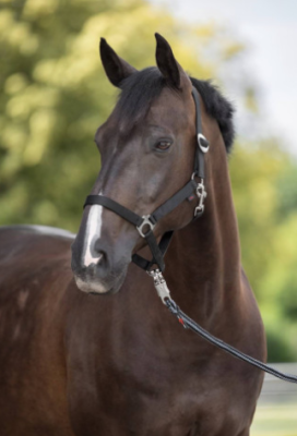 Kantar "Hippo" czarny Covalliero