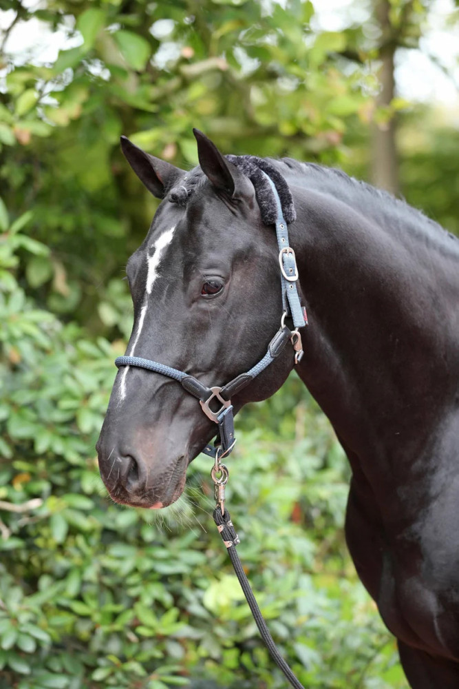 Kantar Cordano Covalliero