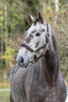 Kantar Royal Covalliero