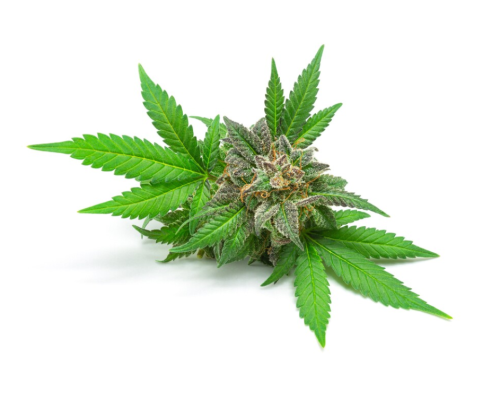 Ziarno konopi Equiherbs