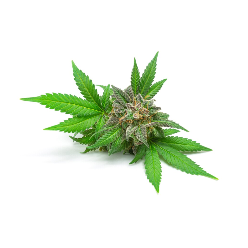 Ziarno konopi Equiherbs