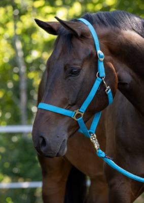 Kantar "Hippo" niebieski Covalliero