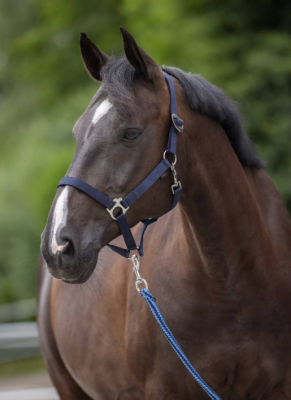 Kantar "Hippo" czarny Covalliero