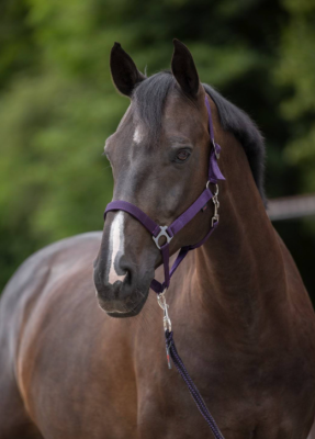 Kantar "Hippo" fioletowy Covalliero