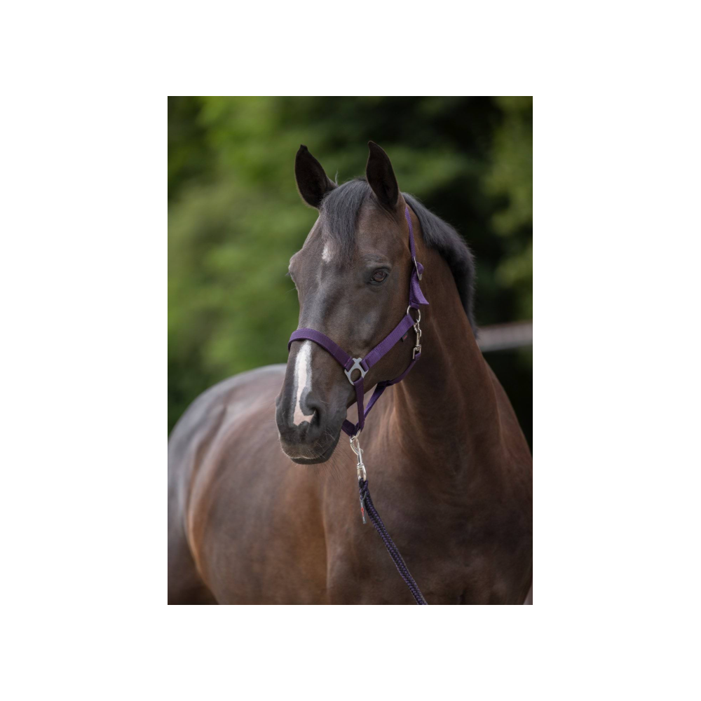 Kantar "Hippo" fioletowy Covalliero