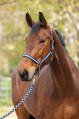 Covalliero kantar Hippo Spring Summer 2026