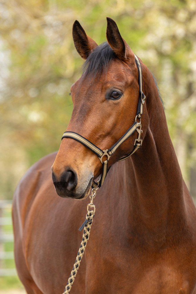 Covalliero kantar Hippo Spring Summer 2026