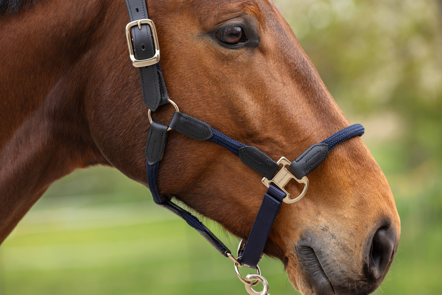 Covalliero kantar Cordano Deluxe Spring Summer 2026