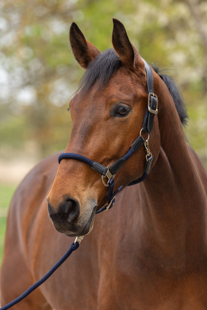 Covalliero kantar Cordano Deluxe Spring Summer 2026