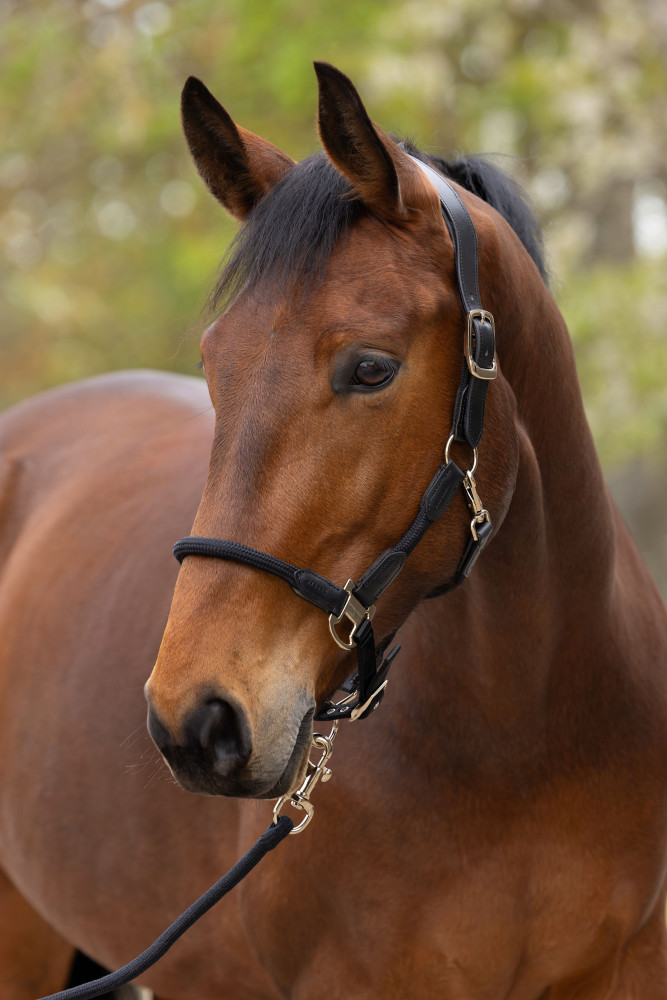 Covalliero kantar Cordano Deluxe Spring Summer 2026