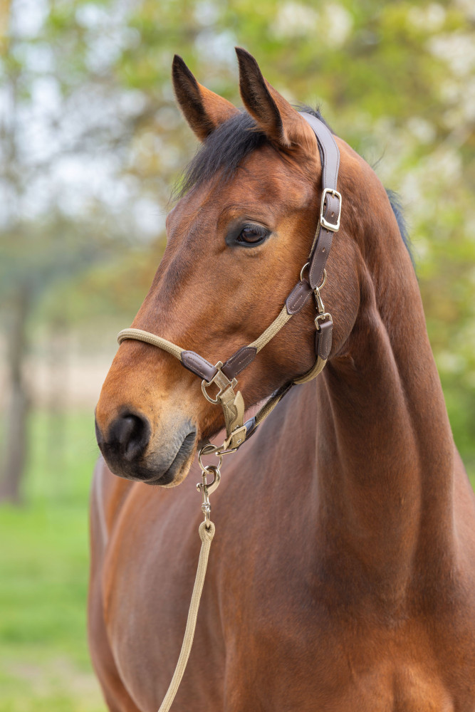 Covalliero kantar Cordano Deluxe Spring Summer 2026