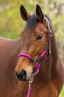 Covalliero kantar Cordano Deluxe Spring Summer 2026