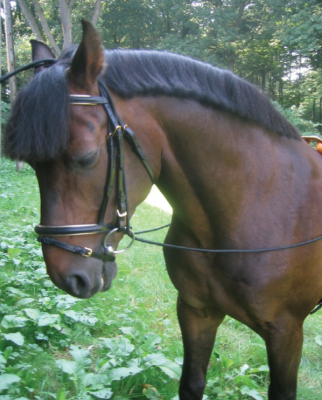 Czambon gumowy dla koni – pomoc treningowa