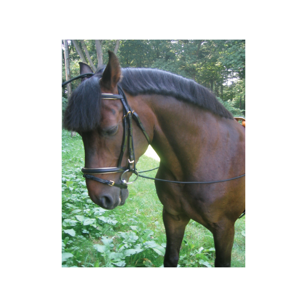 Czambon gumowy dla koni – pomoc treningowa