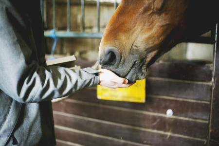 Wysłodki w diecie konia: korzyści i potencjalne zagrożenia